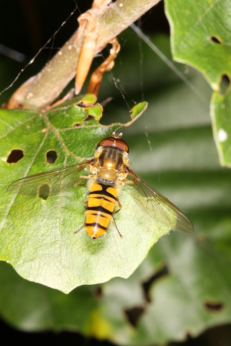 Macro chalet aout 2011 - 048